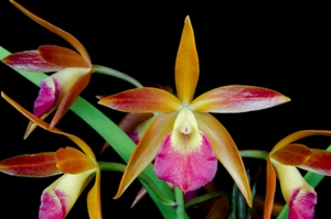 Brassocatanthe Estrella del Aconquija Sunset Flares HCC/AOS 76 pts.